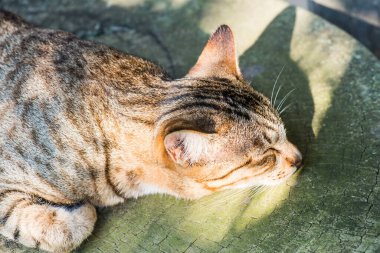 Tayland 'da uyuyan kedi..