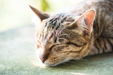 Tayland 'da uyuyan kedi..