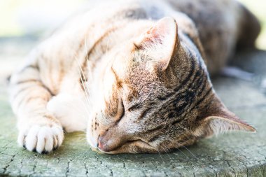 Tayland 'da uyuyan kedi..