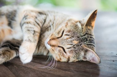 Tayland 'da uyuyan kedi..