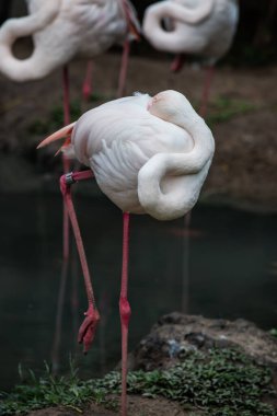 Büyük Flamingo 'nun Portresi, Tayland