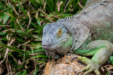 Yeşil İguana 'nın Portresi, Tayland