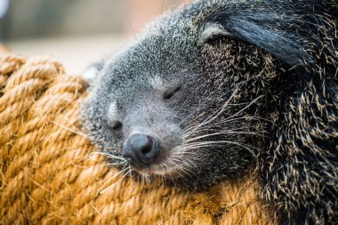 Binturong, Tayland 'a yakın.