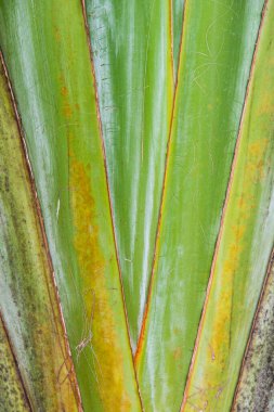 Muz ağacının yakınında, Tayland