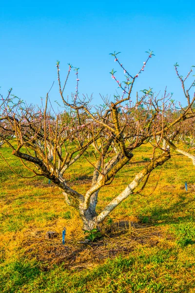 Peach trees in agricultural garden, Thailand