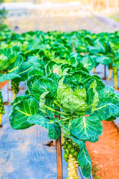 Fresh vegetable in agricultural garden, Thailand