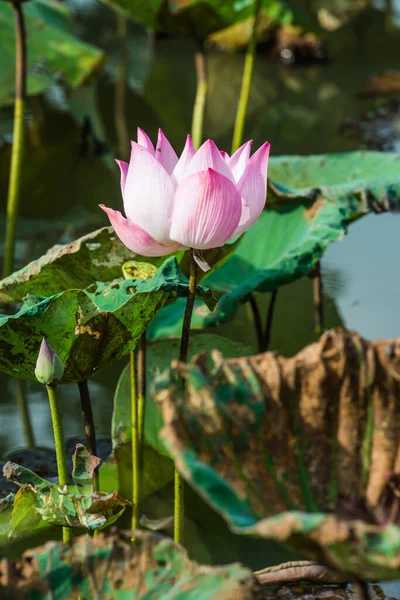 Pembe nilüfer çiçeği doğada, Tayland