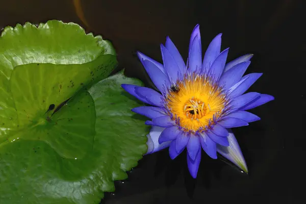 violet lotus in the pond.
