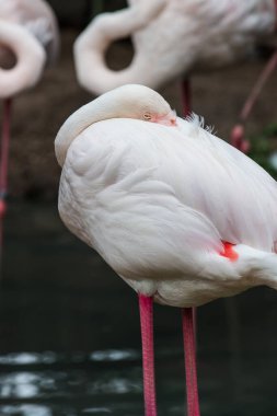 Büyük Flamingo 'nun Portresi, Tayland