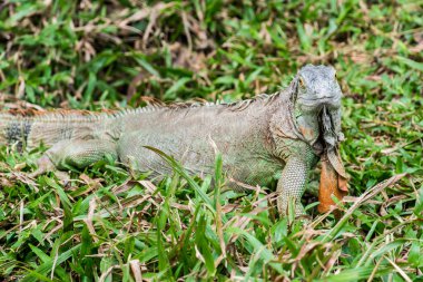 Yeşil İguana 'nın Portresi, Tayland
