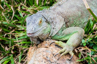 Yeşil İguana 'nın Portresi, Tayland