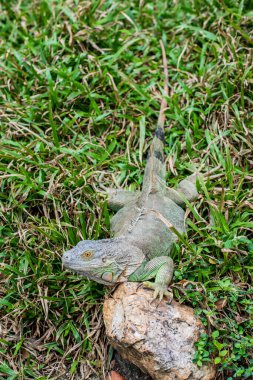 Yeşil İguana 'nın Portresi, Tayland