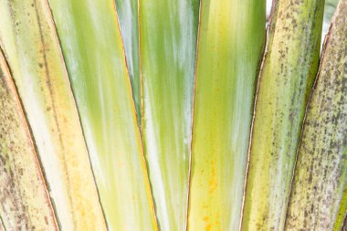 Muz ağacının yakınında, Tayland