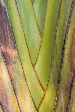 Muz ağacının yakınında, Tayland