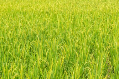 Rice field in country, Thailand