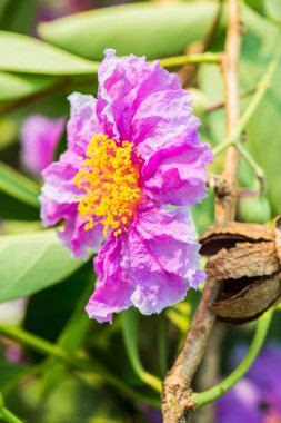 Lagerstroemia Specosa çiçeğinin yakınında, Tayland