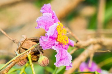 Lagerstroemia Specosa çiçeğinin yakınında, Tayland