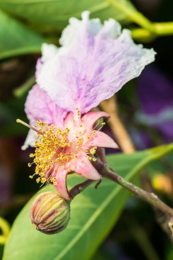 Lagerstroemia Specosa çiçeğinin yakınında, Tayland