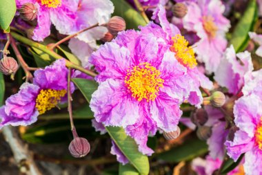 Lagerstroemia Specosa çiçeğinin yakınında, Tayland