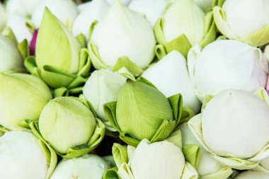 Tay tarzında Lotus stand, Tayland yakın çekim