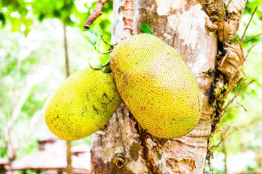 Genç Jackfruit ağaçta, Tayland