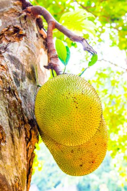 Genç Jackfruit ağaçta, Tayland