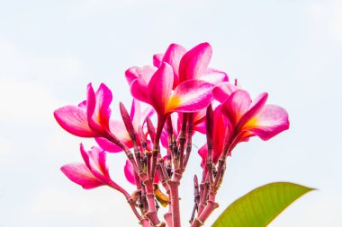 Tayland 'ın beyaz arka planlı güzel pembe tesisatçısı.