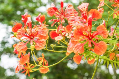 Tavuskuşu çiçekleri ağaçta, Tayland