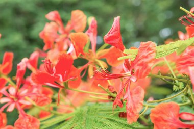 Tavuskuşu çiçekleri ağaçta, Tayland