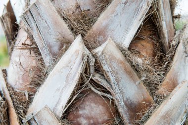 Palmiye ağacı dokusu, Tayland