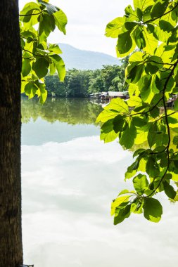 Göl manzaralı yeşil yapraklar, Tayland