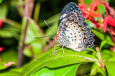 Doğada güzel bir kelebek, Tayland