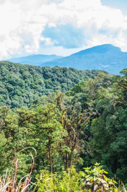 Tayland 'ın Chiangmai eyaletinde doğal manzara.