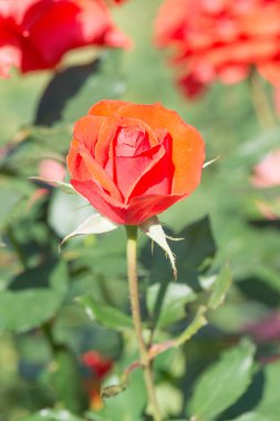 Red rose in the garden, Thailand.