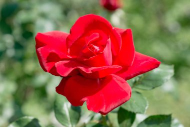 Red rose in the garden, Thailand.