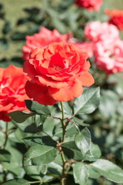 Red rose in the garden, Thailand.