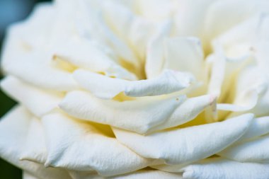 Beyaz gül, Tayland 'a yakın..