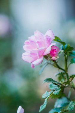 Halk parkında pembe gül, Tayland.