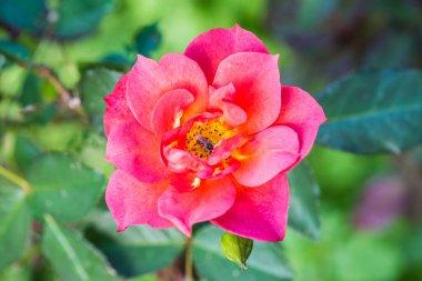 Halk parkında pembe gül, Tayland.