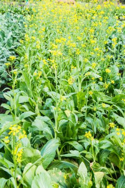 Taze Pak Choy Bahçede, Tayland.