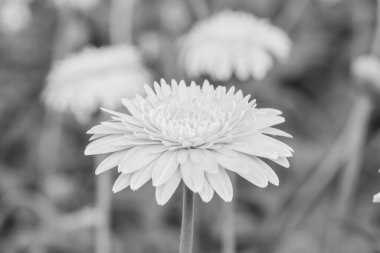 Gerbera bahçede, Tayland 'da.