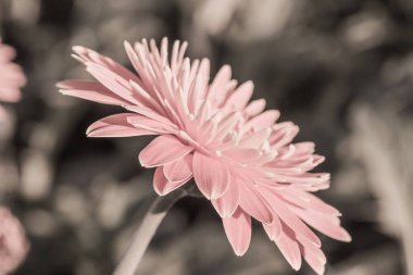 Bahçede Gerbera çiçeği, Tayland.