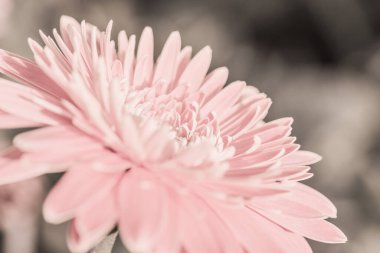 Bahçedeki Gerbera çiçeğini kapat, Tayland.