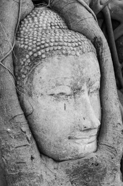 Mahathat Tapınağı, Ayutthaya, Tayland 'daki ağaç köklerinde Buda heykelinin başı.