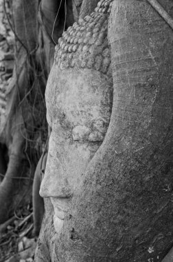 Mahathat Tapınağı, Ayutthaya, Tayland 'daki ağaç köklerinde Buda heykelinin başı.