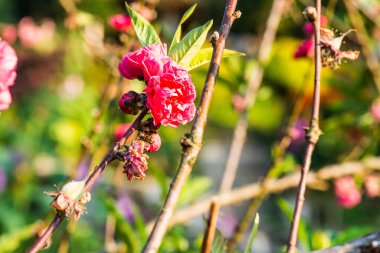 Bahçede şeftali çiçeği, Tayland