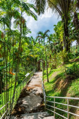 CHIANG MAI, THAILAND - May 27, 2020 : Arboretum Trail in Queen Sirikit Botanic Garden, Chiang Mai Province.