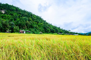 Pa Bong Piang Rice Terraces at Chiang Mai Province, Thailand.