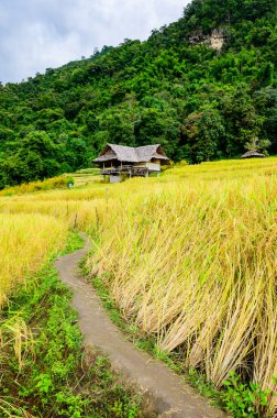 Pa Bong Piang Rice Terraces at Chiang Mai Province, Thailand.