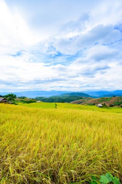 Pa Bong Piang Rice Terraces at Chiang Mai Province, Thailand.